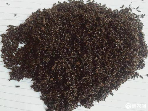 各种规格蚂蚁黑蚂蚁红蚂蚁干净批发零售各种中药材价格110元 公斤 惠农网